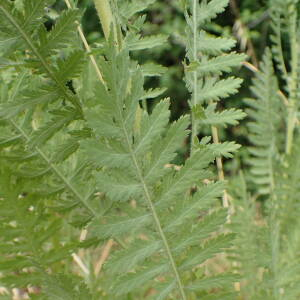 Photographie n°2534128 du taxon Achillea filipendulina Lam.