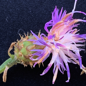Photographie n°2534160 du taxon Centaurea aspera subsp. aspera 