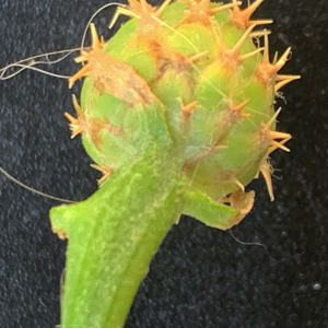 Photographie n°2534161 du taxon Centaurea aspera subsp. aspera 