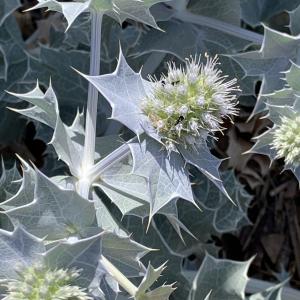 Photographie n°2534168 du taxon Eryngium maritimum L.