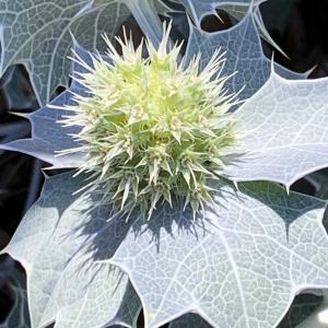 Photographie n°2534169 du taxon Eryngium maritimum L.