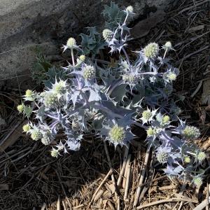 Photographie n°2534173 du taxon Eryngium maritimum L.