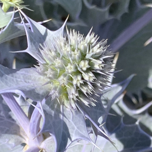 Photographie n°2534175 du taxon Eryngium maritimum L.