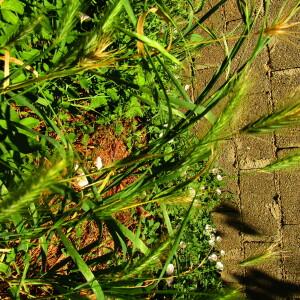 Photographie n°2534198 du taxon Hordeum murinum L.