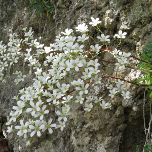 Photographie n°2534247 du taxon Saxifraga callosa Sm.