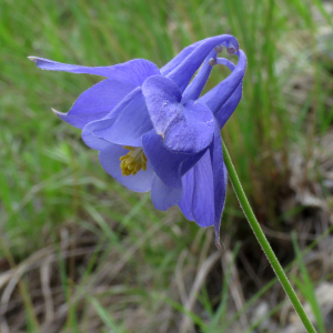  - Aquilegia reuteri Boiss.