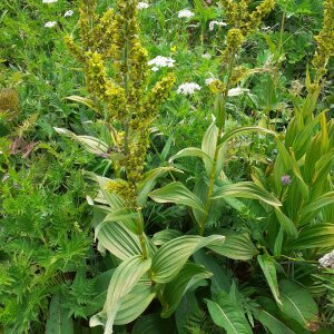 Photographie n°2534280 du taxon Veratrum album L. [1753]