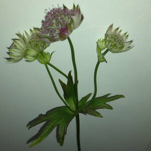 Photographie n°2534293 du taxon Astrantia major L. [1753]