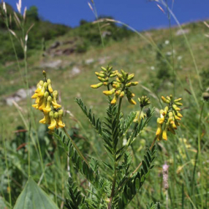 Photographie n°2534308 du taxon Astragalus penduliflorus Lam.