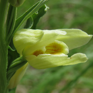 Photographie n°2534328 du taxon Cephalanthera damasonium (Mill.) Druce