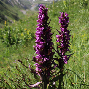 Photographie n°2534350 du taxon Dactylorhiza majalis subsp. alpestris (Pugsley) Senghas