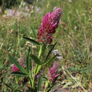 Photographie n°2534358 du taxon Trifolium rubens L.