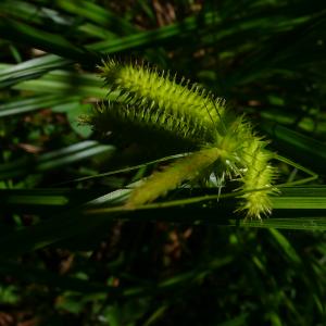 Photographie n°2534363 du taxon Carex pseudocyperus L. [1753]