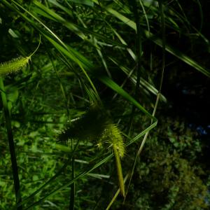 Photographie n°2534365 du taxon Carex pseudocyperus L. [1753]