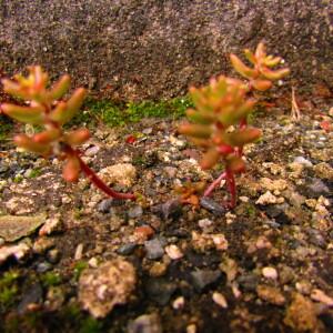 Photographie n°2534404 du taxon Sedum album L.