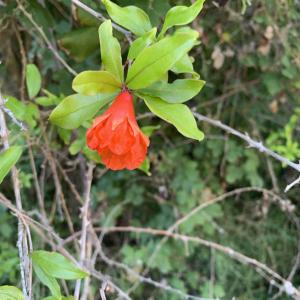 Photographie n°2534424 du taxon Punica granatum L.