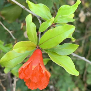 Photographie n°2534425 du taxon Punica granatum L.