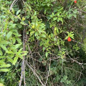 Photographie n°2534427 du taxon Punica granatum L.