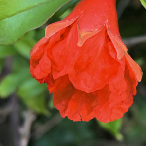 Photographie n°2534428 du taxon Punica granatum L.