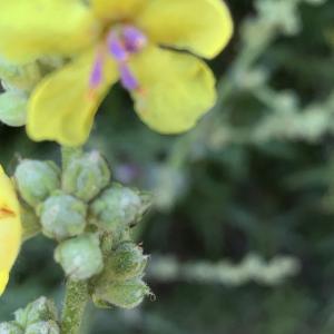 Photographie n°2534441 du taxon Verbascum sinuatum L. [1753]