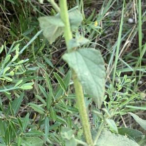 Photographie n°2534442 du taxon Verbascum sinuatum L. [1753]