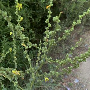 Photographie n°2534446 du taxon Verbascum sinuatum L. [1753]