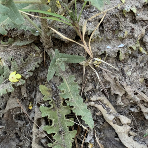 Photographie n°2534448 du taxon Verbascum sinuatum L. [1753]