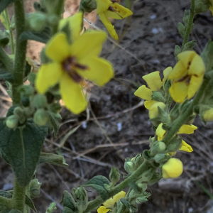 Photographie n°2534449 du taxon Verbascum sinuatum L. [1753]