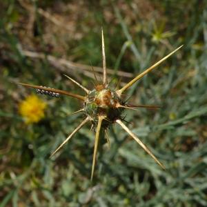 Photographie n°2534501 du taxon Centaurea solstitialis L.