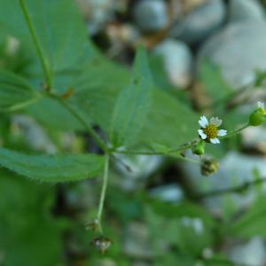 Photographie n°2534506 du taxon Galinsoga quadriradiata Ruiz & Pav.