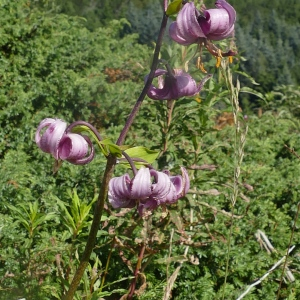 Photographie n°2534532 du taxon Lilium martagon L.