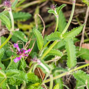 Photographie n°2534545 du taxon Betonica officinalis L. [1753]