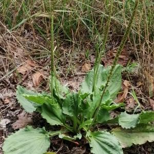 Photographie n°2534555 du taxon Plantago major subsp. major