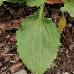 Photographie n°2534556 du taxon Plantago major subsp. major