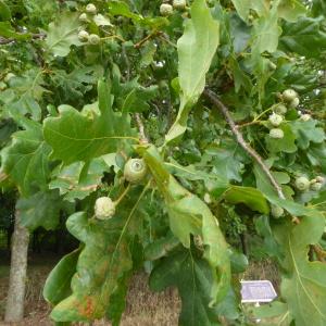 Photographie n°2534583 du taxon Quercus robur L. [1753]