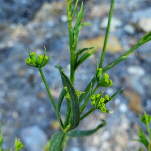 Photographie n°2534595 du taxon Bupleurum ranunculoides subsp. telonense (Gren. ex Timb.-Lagr.) H.J.Coste