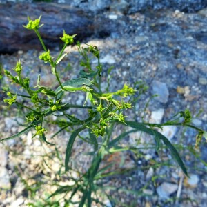 Photographie n°2534597 du taxon Bupleurum ranunculoides subsp. telonense (Gren. ex Timb.-Lagr.) H.J.Coste