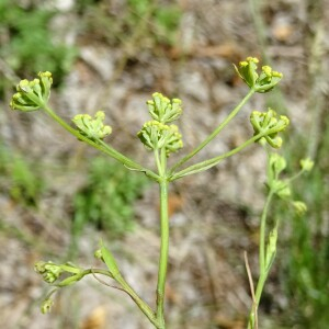 Photographie n°2534649 du taxon Bupleurum ranunculoides subsp. telonense (Gren. ex Timb.-Lagr.) H.J.Coste