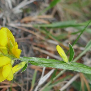 Photographie n°2534661 du taxon Genista sagittalis L.