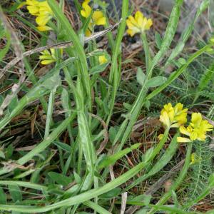 Photographie n°2534662 du taxon Genista sagittalis L.