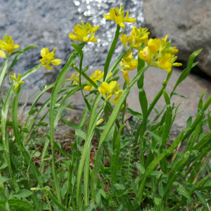 Photographie n°2534663 du taxon Genista sagittalis L.