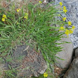 Photographie n°2534664 du taxon Genista sagittalis L.