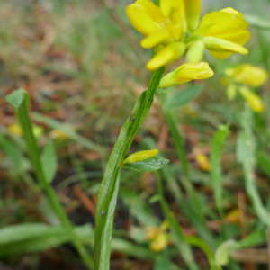 Photographie n°2534665 du taxon Genista sagittalis L.
