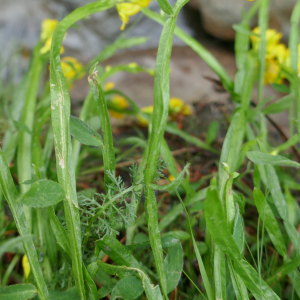 Photographie n°2534666 du taxon Genista sagittalis L.