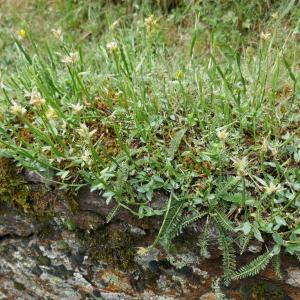 Photographie n°2534667 du taxon Genista sagittalis L.