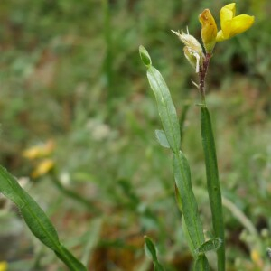 Photographie n°2534668 du taxon Genista sagittalis L.