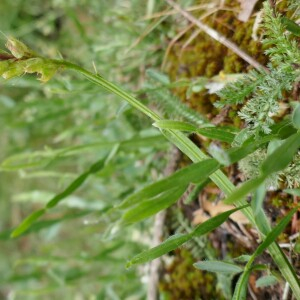Photographie n°2534669 du taxon Genista sagittalis L.