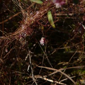  - Cuscuta planiflora Ten. [1829]