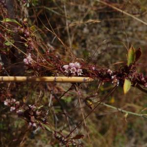  - Cuscuta planiflora Ten. [1829]