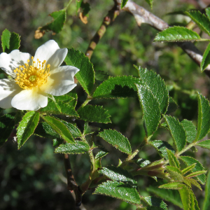 Photographie n°2534713 du taxon Rosa agrestis Savi